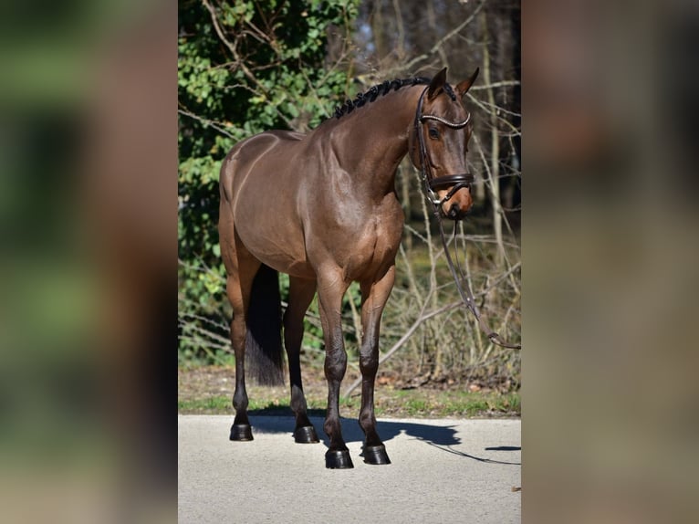 Cheval de sport hongrois Hongre 6 Ans 165 cm Bai cerise in Kecskemét