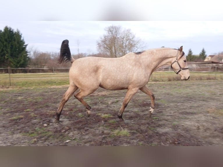 Cheval de sport hongrois Hongre 6 Ans 165 cm Buckskin in Marcali