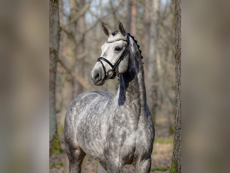 Cheval de sport hongrois Hongre 6 Ans 165 cm Gris in Budapest