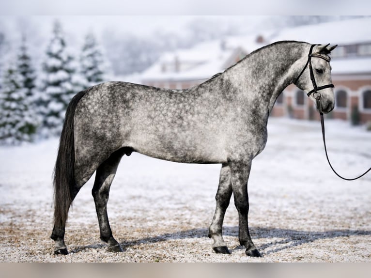 Cheval de sport hongrois Hongre 6 Ans 165 cm Gris in Budapest