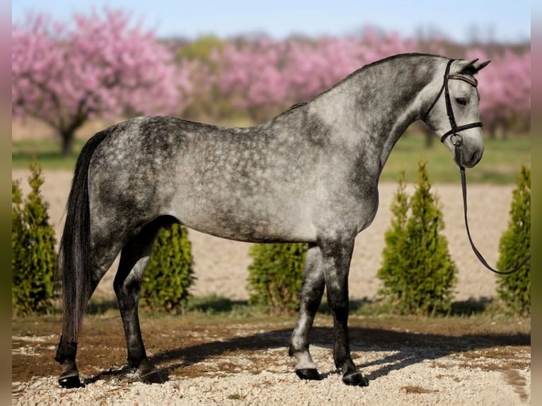 Cheval de sport hongrois Hongre 6 Ans 165 cm Gris in Budapest