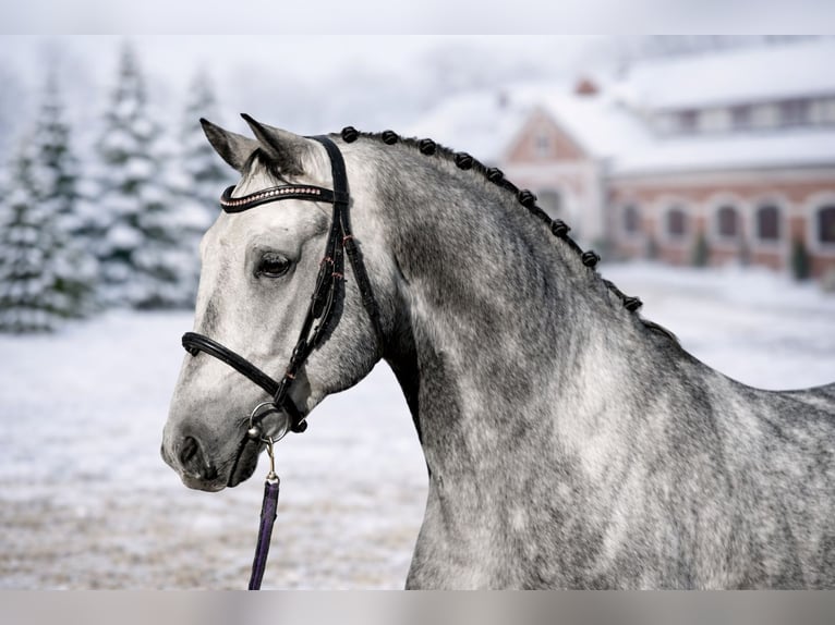 Cheval de sport hongrois Hongre 6 Ans 165 cm Gris in Budapest
