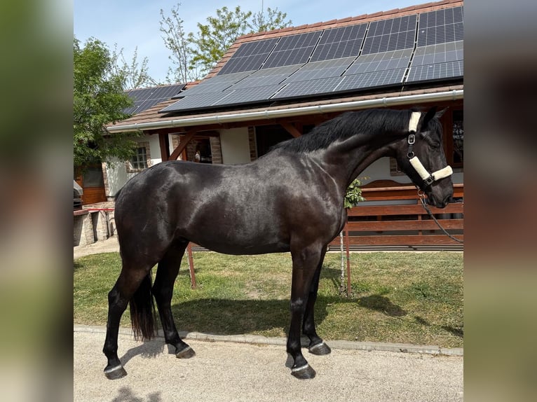 Cheval de sport hongrois Hongre 6 Ans 165 cm Noir in Tass