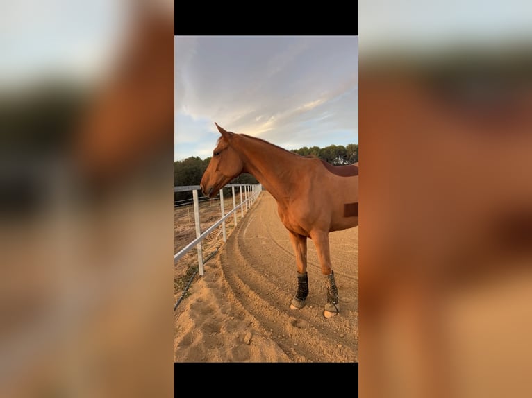 Cheval de sport hongrois Hongre 6 Ans 167 cm Alezan in Palau-Solita I Plegamans