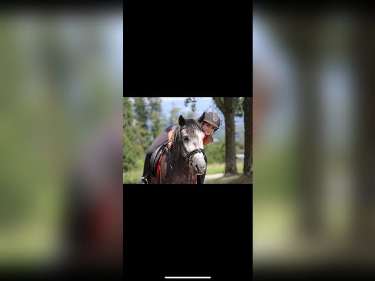 Cheval de sport hongrois Hongre 6 Ans 167 cm Gris in St. Valentin