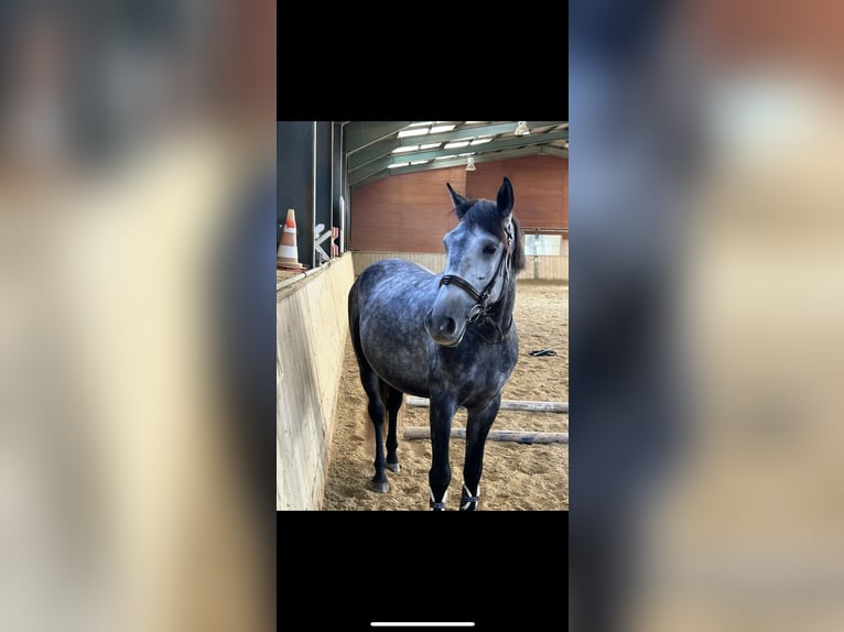 Cheval de sport hongrois Hongre 6 Ans 167 cm Gris in St. Valentin