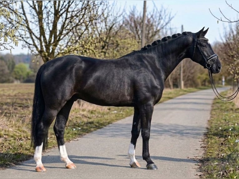 Cheval de sport hongrois Hongre 6 Ans 168 cm Noir in Budapest