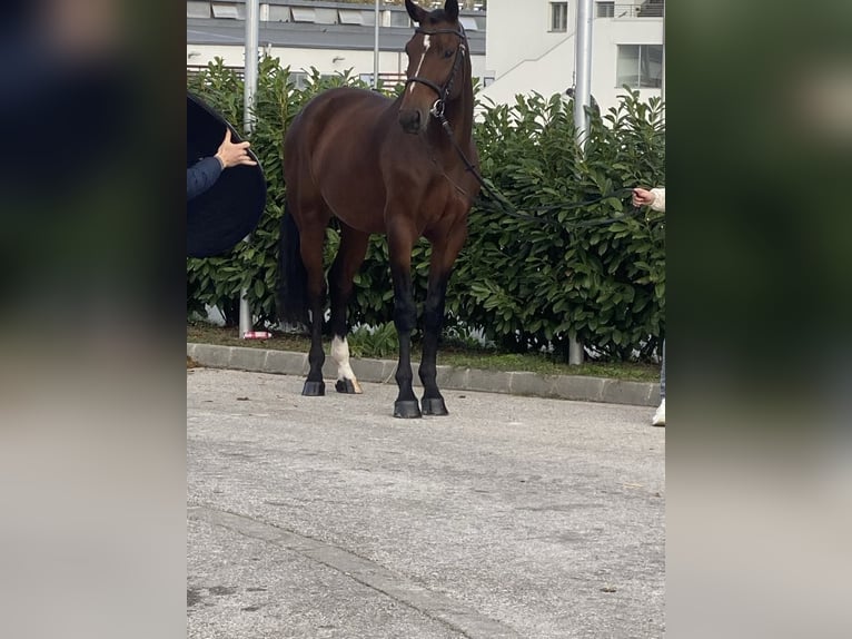 Cheval de sport hongrois Hongre 6 Ans 170 cm Bai brun in Tápióság