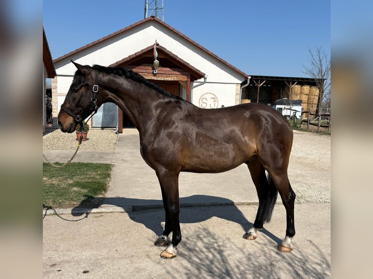 Cheval de sport hongrois Hongre 6 Ans 170 cm Bai cerise in Tass
