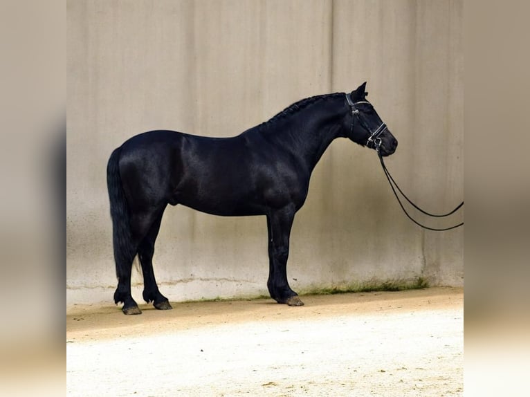 Cheval de sport hongrois Croisé Hongre 7 Ans 144 cm Noir in Zwartewaal