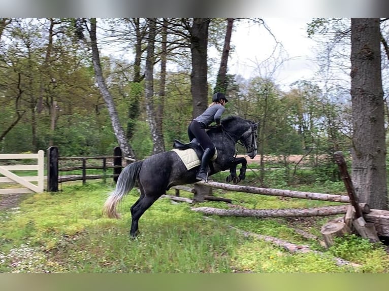 Cheval de sport hongrois Croisé Hongre 7 Ans 147 cm Rouan bleu in Weert