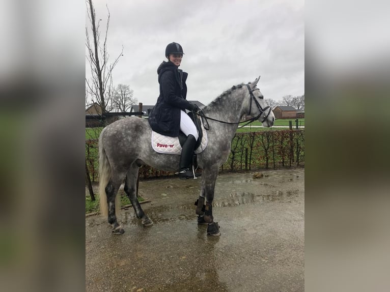 Cheval de sport hongrois Croisé Hongre 7 Ans 147 cm Rouan bleu in Weert