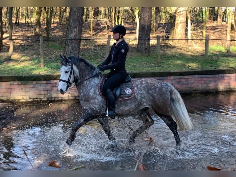 Cheval de sport hongrois Croisé Hongre 7 Ans 147 cm Rouan bleu in Weert