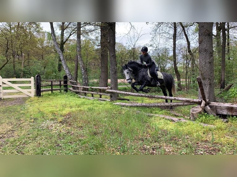 Cheval de sport hongrois Croisé Hongre 7 Ans 147 cm Rouan bleu in Weert