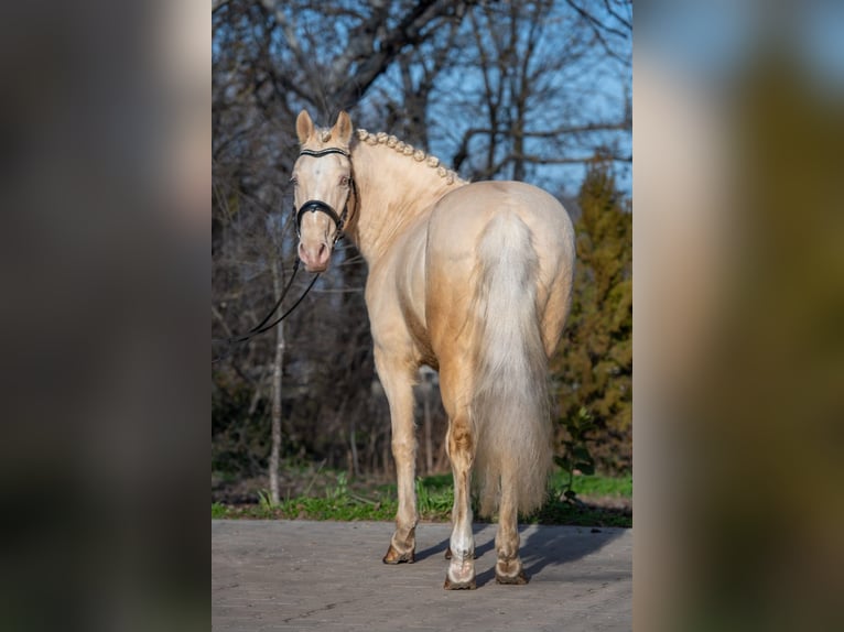 Cheval de sport hongrois Hongre 7 Ans 150 cm in Matzersdorf