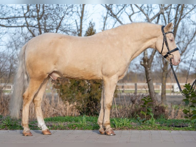 Cheval de sport hongrois Hongre 7 Ans 150 cm in Matzersdorf