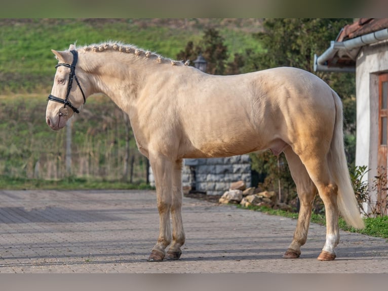 Cheval de sport hongrois Hongre 7 Ans 150 cm in Matzersdorf