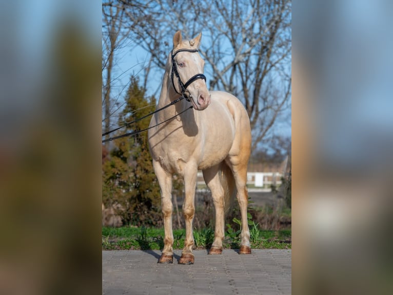 Cheval de sport hongrois Hongre 7 Ans 150 cm in Matzersdorf