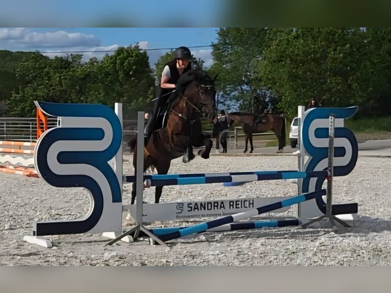 Cheval de sport hongrois Hongre 7 Ans 155 cm Bai brun in Walshausen