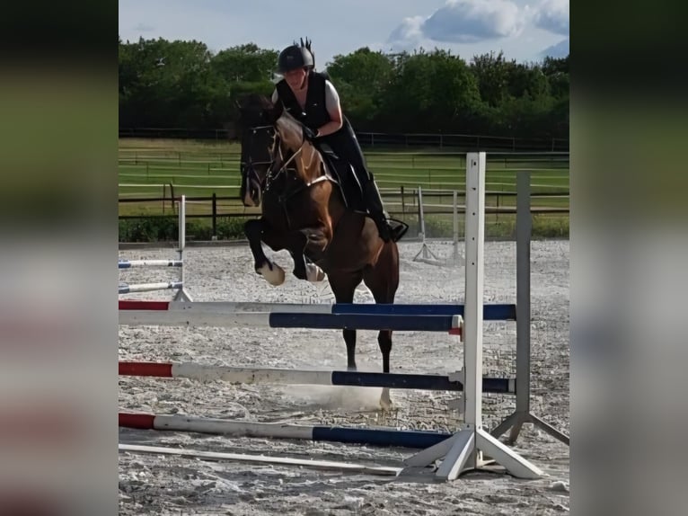 Cheval de sport hongrois Hongre 7 Ans 155 cm Bai brun in Walshausen