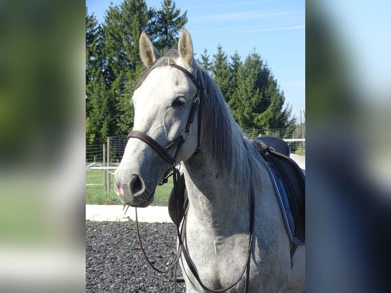 Cheval de sport hongrois Hongre 7 Ans 155 cm Gris in Ravensburg