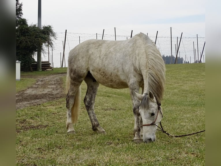 Cheval de sport hongrois Hongre 7 Ans 155 cm Gris in Ravensburg