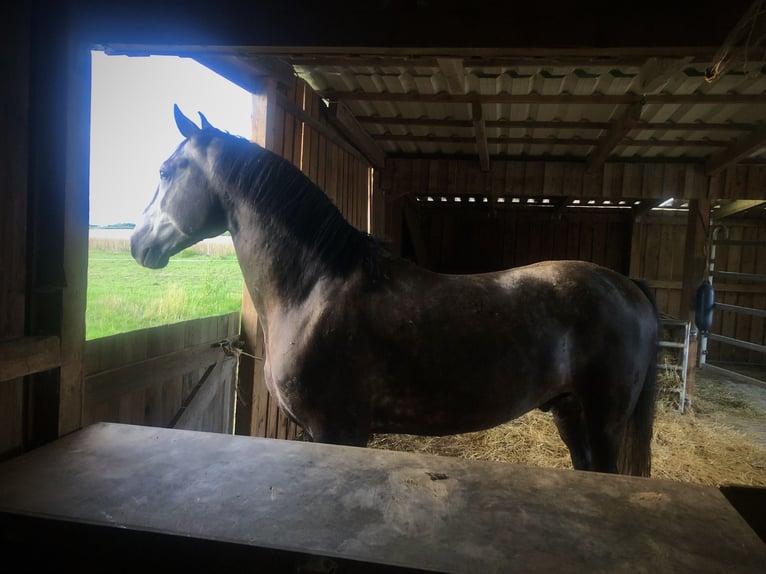 Cheval de sport hongrois Hongre 7 Ans 155 cm Gris noir in Denkendorf