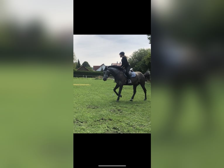 Cheval de sport hongrois Hongre 7 Ans 155 cm Gris noir in Denkendorf