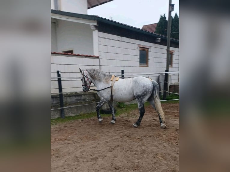 Cheval de sport hongrois Hongre 7 Ans 155 cm Gris pommelé in Leiblfing