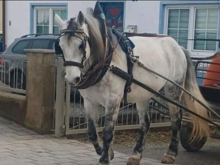 Cheval de sport hongrois Hongre 7 Ans 155 cm Gris pommelé in Leiblfing