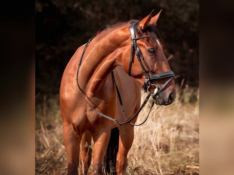 Cheval de sport hongrois Croisé Hongre 7 Ans 156 cm Bai in Sittendorf