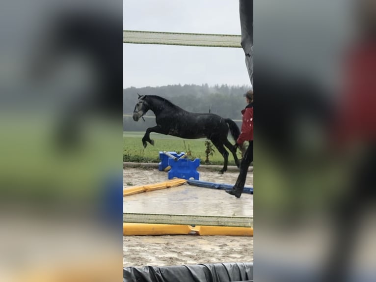 Cheval de sport hongrois Hongre 7 Ans 157 cm Gris noir in Denkendorf