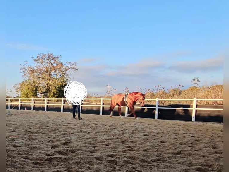Cheval de sport hongrois Hongre 7 Ans 163 cm Alezan in Heinsberg
