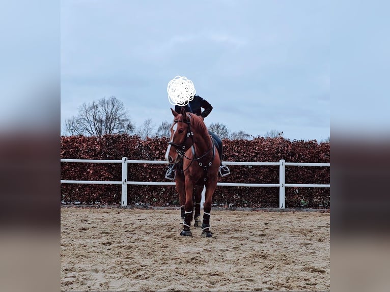 Cheval de sport hongrois Hongre 7 Ans 163 cm Alezan in Heinsberg