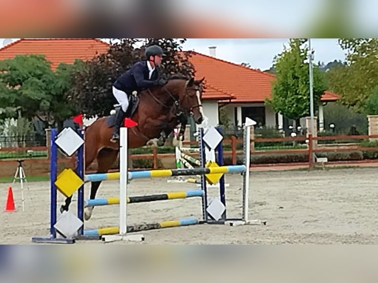 Cheval de sport hongrois Hongre 7 Ans 163 cm Bai cerise in Győrújbarát