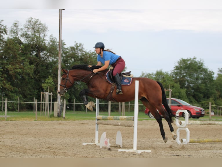 Cheval de sport hongrois Hongre 7 Ans 163 cm Bai cerise in Győrújbarát