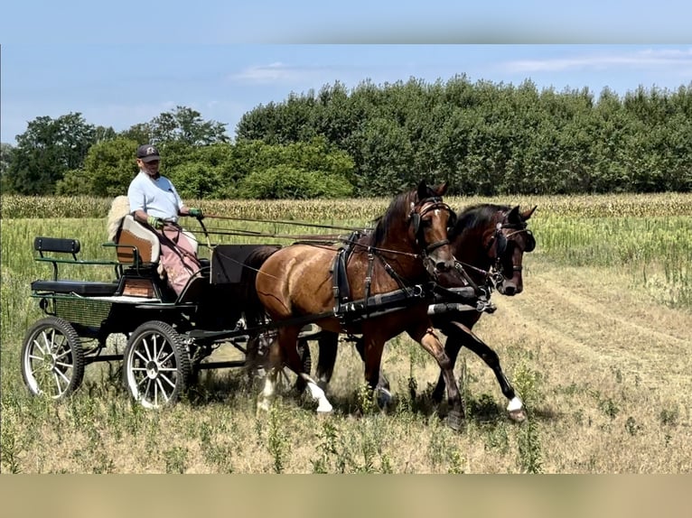 Cheval de sport hongrois Croisé Hongre 7 Ans 164 cm Bai cerise in Jászberény