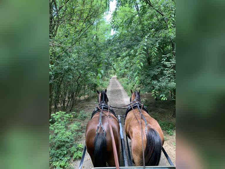 Cheval de sport hongrois Croisé Hongre 7 Ans 164 cm Bai cerise in Jászberény