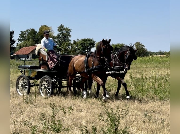 Cheval de sport hongrois Croisé Hongre 7 Ans 164 cm Bai cerise in Jászberény