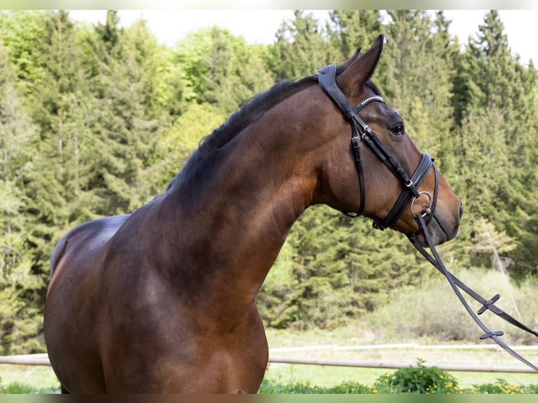 Cheval de sport hongrois Hongre 7 Ans 165 cm Bai brun in Pittenhart