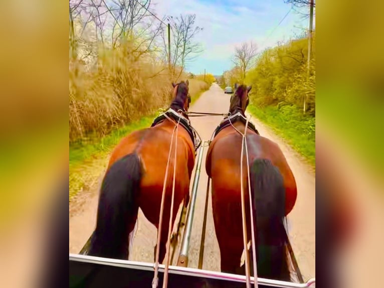 Cheval de sport hongrois Hongre 7 Ans 165 cm Bai cerise in Tass