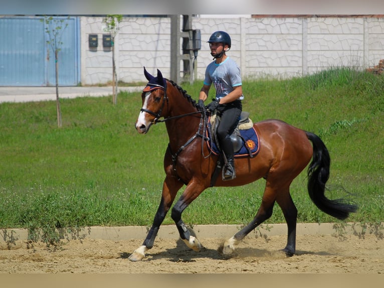 Cheval de sport hongrois Hongre 7 Ans 165 cm Bai cerise in Ács