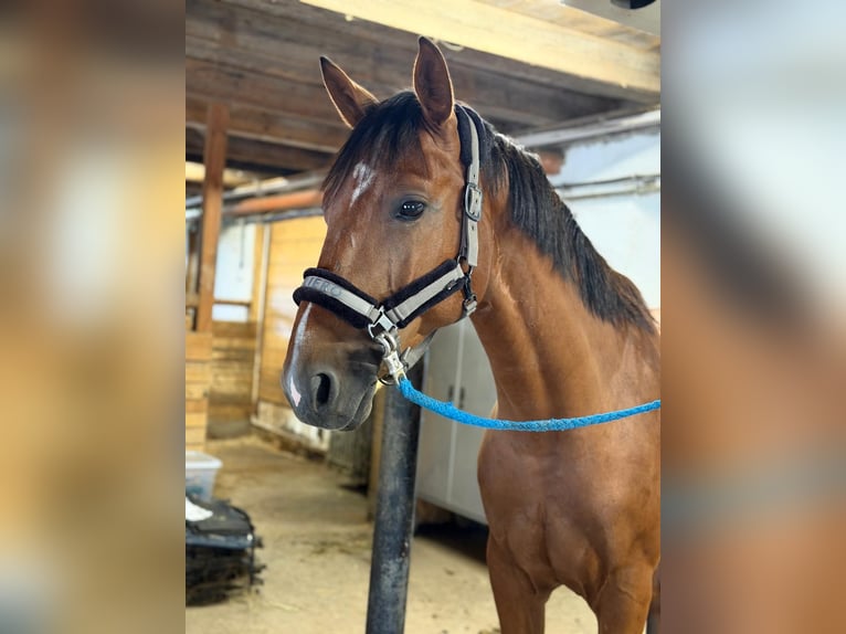 Cheval de sport hongrois Hongre 7 Ans 165 cm Bai in Unterneuberg
