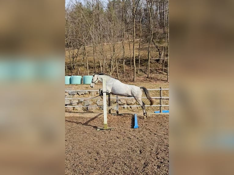 Cheval de sport hongrois Croisé Hongre 7 Ans 165 cm Gris moucheté in Loipersbach im Burgenland