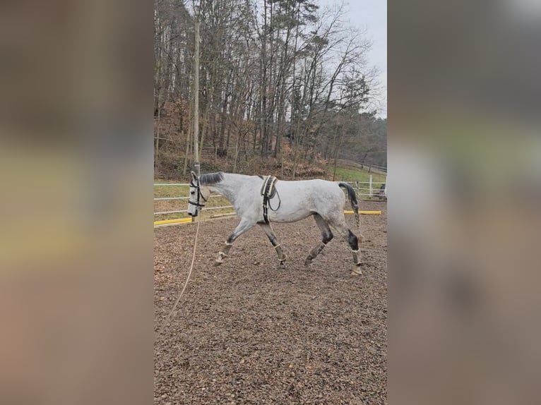 Cheval de sport hongrois Croisé Hongre 7 Ans 165 cm Gris moucheté in Loipersbach im Burgenland