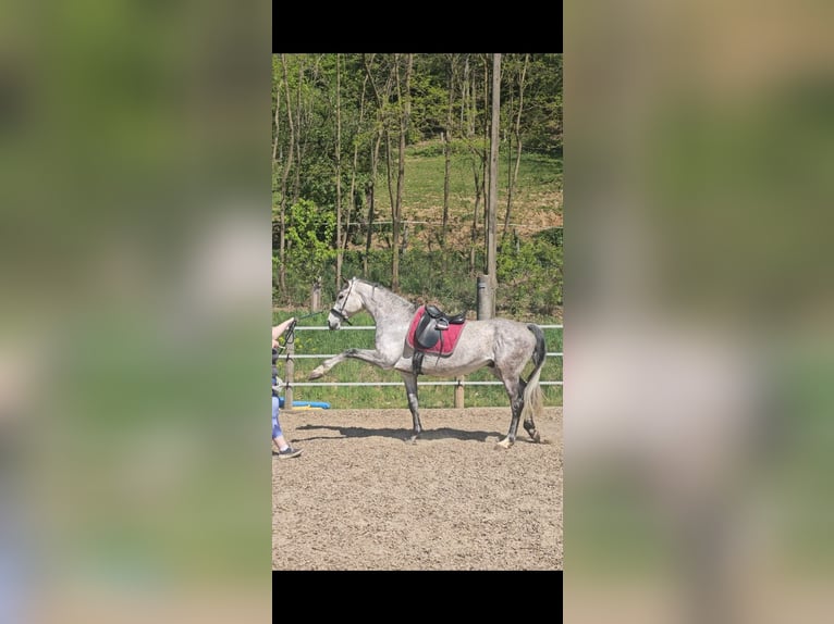 Cheval de sport hongrois Croisé Hongre 7 Ans 165 cm Gris moucheté in Loipersbach im Burgenland