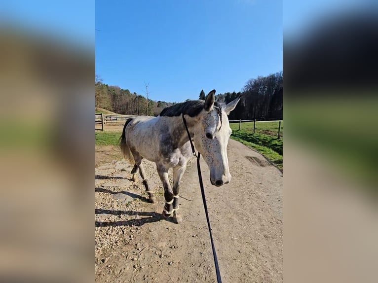 Cheval de sport hongrois Croisé Hongre 7 Ans 165 cm Gris moucheté in Loipersbach im Burgenland