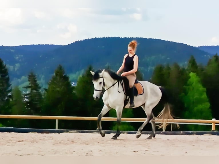 Cheval de sport hongrois Croisé Hongre 7 Ans 165 cm Gris pommelé in Markneukirchen