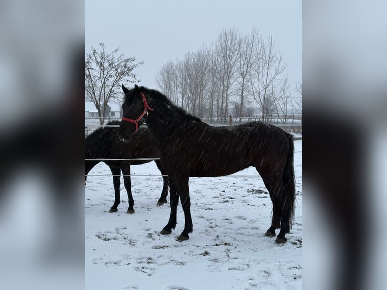 Cheval de sport hongrois Hongre 7 Ans 165 cm Noir in Tass