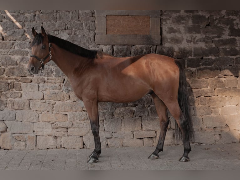 Cheval de sport hongrois Hongre 7 Ans 166 cm Bai in Ha&#xDF;loch